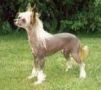 Prefix Willy With The Wig Chinese Crested