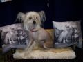 Nu Poils Crystal Lite Chinese Crested