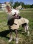 Albina Simply Irresistible Chinese Crested