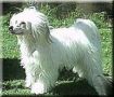 R�djurstigens Ace The Best Chinese Crested