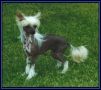 Hibacka's Lady Of The Lake Chinese Crested