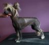 Mirbon's Zara Chinese Crested