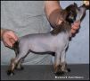 Amelion's Isadora Duncan Chinese Crested
