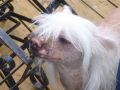 Suanho's Miwok Chinese Crested
