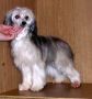 Strong Style  Hoya Chinese Crested