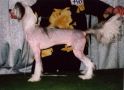 Urvin Gendalf Chinese Crested