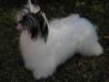 Gracieux Backwoods Barbie Chinese Crested