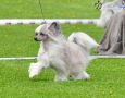Chattanooga's Lovelace Chinese Crested