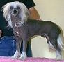 Eugenios Blue Suede Shoes Chinese Crested