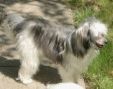 Mally's Teufelchen Quann Too Tsi Chinese Crested