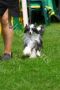 Llynraven Bayshore Dashing in Black Chinese Crested