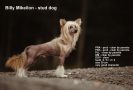 Billy Mikeilon Chinese Crested