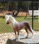 Sweet Southern Belle By Jove Chinese Crested