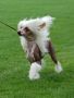 Suanho's Tutchone Chinese Crested