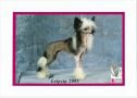 Frendor's Upcreate Chinese Crested