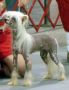 Experience Of Pleasure Von Shinbashi Chinese Crested