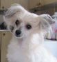 Sun Dan Belive In Love Chinese Crested