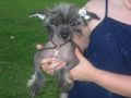 Wumao Don't Cry For Me Chinese Crested