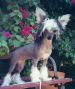 Holliwould Tootsie Pop Chinese Crested