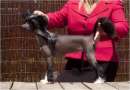 Fancy Pants Bodeswell for N'CO. Chinese Crested