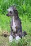 Unbeliable starry night de Almamasan Chinese Crested