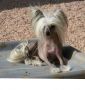 D'Nude's Designer Genes Chinese Crested