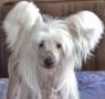 Magic of Success In Love Again Chinese Crested