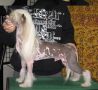 Rino Anne JP Jolly Fellow Neo Chinese Crested