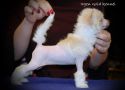 Irgen Gold Punto Danza Chinese Crested