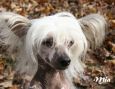Kotickee's Miss Congeniality @ EverCrest Chinese Crested