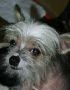 Mstic Heart My Little Mouse Chinese Crested