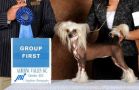 Can. Gch. Amch. Crest-vue's Pin-up Girl At Swifthaven Chinese Crested