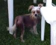 Napoleonka Complement Chinese Crested