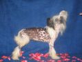 Moonswift Perfect Peach Chinese Crested