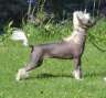Zanevi's Gem Of Grace Chinese Crested