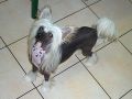 Lemiz Master Of The House At Thalcyon Chinese Crested