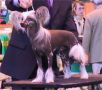 Moonswift Sioux Warrior Chinese Crested