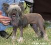 Frendor's Xplosion Chinese Crested
