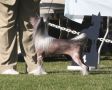 Jewels Pia Izadorable DOM AOM Chinese Crested