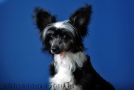 Practical Hero Enormous Chinese Crested