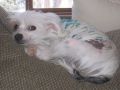Clarisas Pink Cadillac Chinese Crested