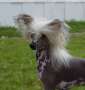 Angelcrest In Cahoots Chinese Crested
