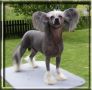 Willow of Honeycroft Chinese Crested