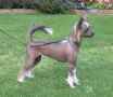 Tailgate's It's All About Me Chinese Crested