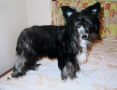 Joyway's Gipsy Queen Chinese Crested