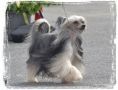 Tournais Baccara Chinese Crested