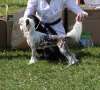 Zholesk Demo Version Chinese Crested