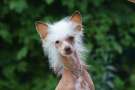 Star Show Bon Ami Victoria Chinese Crested
