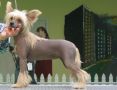 Zholesk Yellow River Chinese Crested