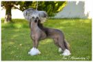 Lionheart Keep My Dream Alive Chinese Crested